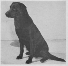 A black and white photo of a dark dog sitting. 