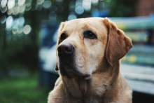 Portrait photo of dog