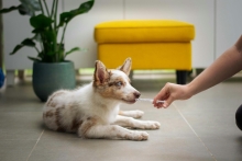 A dog receiving medication via a syringe