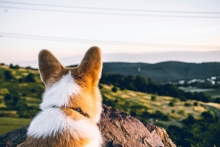 A dog staring into the Lanscape