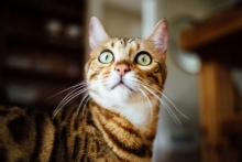 Close-up of an orange cat with a blurred background.