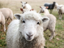 Sheep grazing on a green field under a cloudy sky