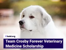 A cover image for a scholarship showcasing a white dog