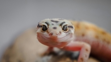 A Gecko with a blurred background