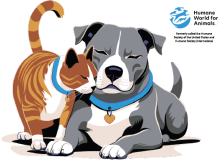 A cat and a dog snuggling together