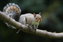 gray squirrel