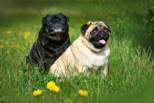 Two pugs, one dark and one light, sit in the grass looking happy.
