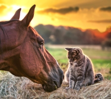 A horse and a gray cat face each other on a haystack in a field at sunset.
