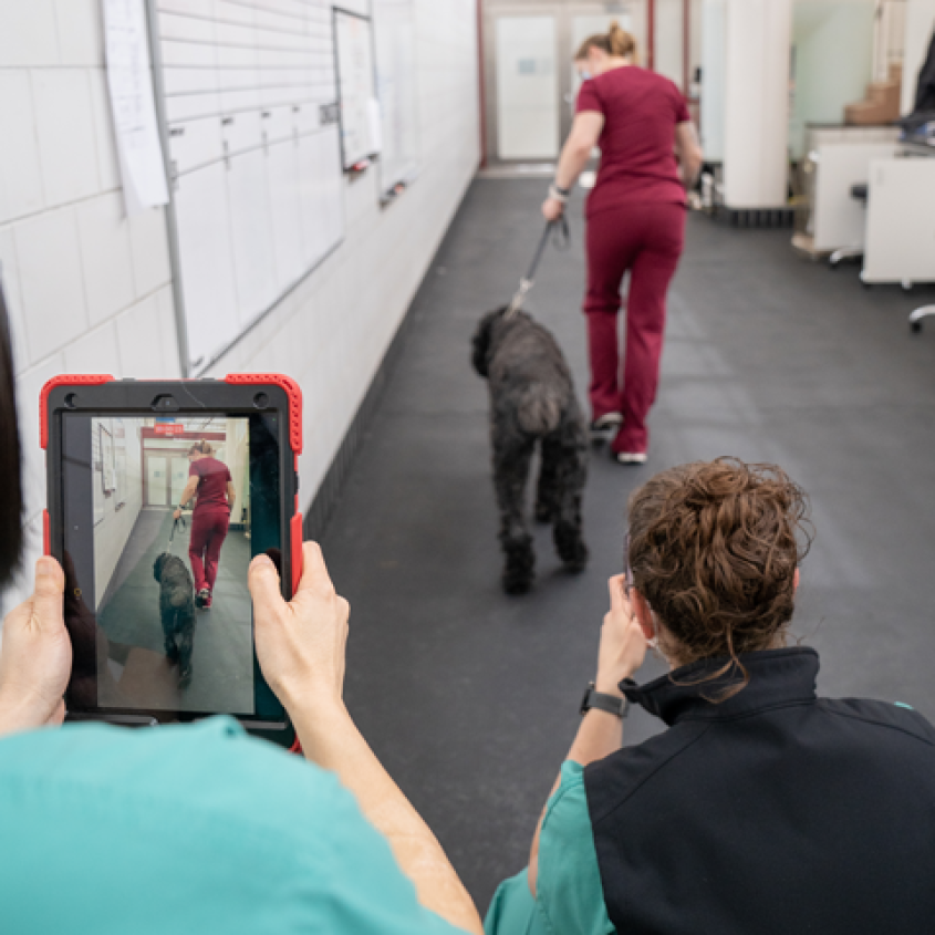 A brown dog being assessed in the sports medicine area