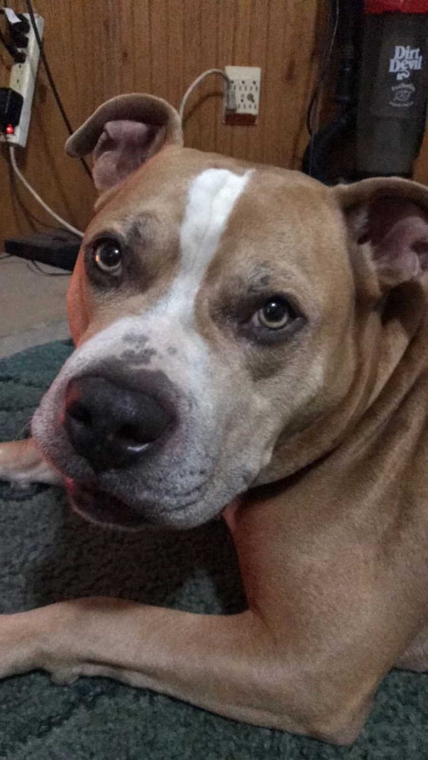 Close up of Gage the pitbull