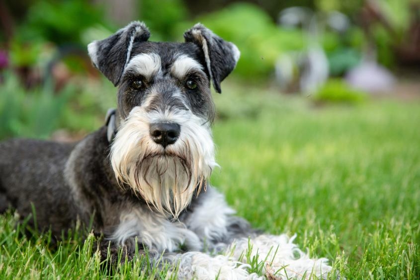 Terrier on grass