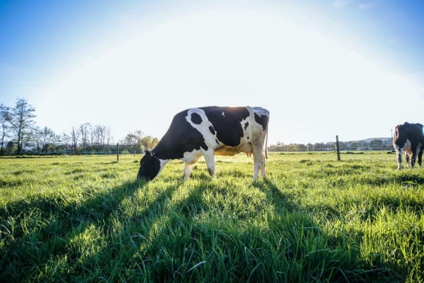 A dairy cow