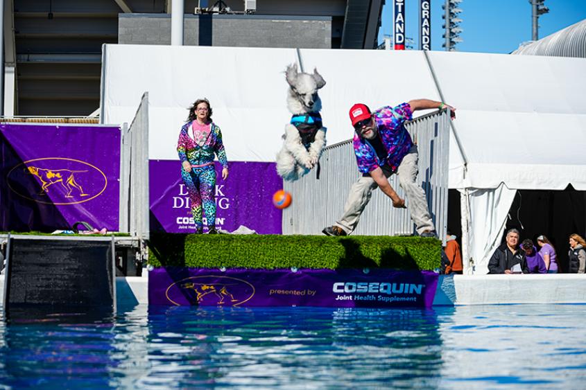 Poodle competing in dock diving
