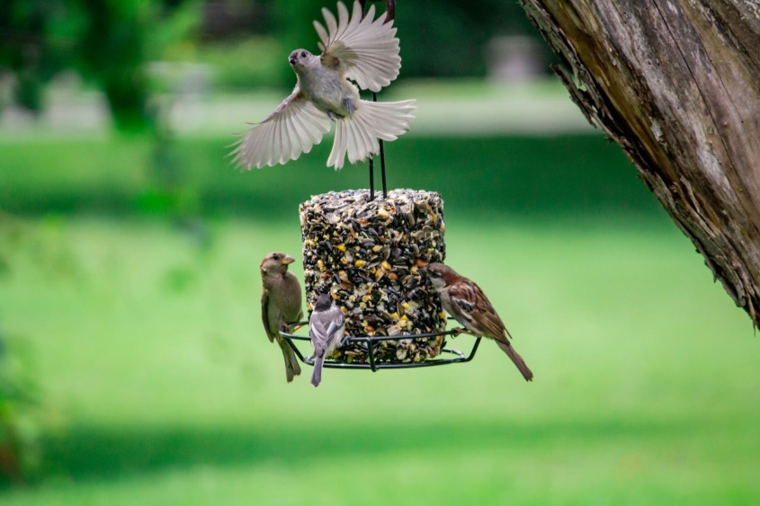 birds at a feeder