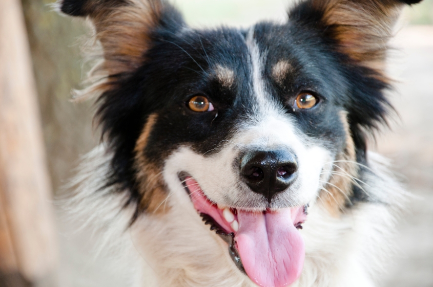 A smiling dog with black, white and brown markings smiles. 