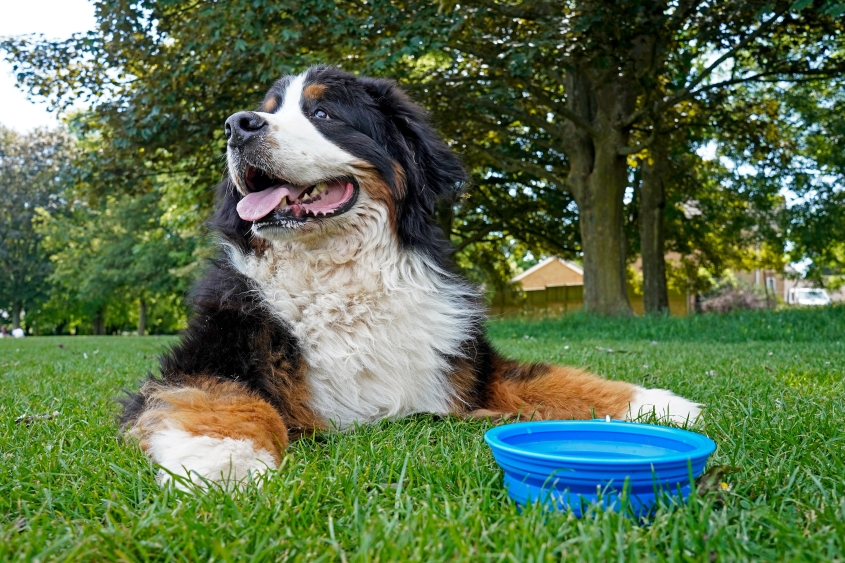 A St. Bernard lays in the grass with a blue water dish in front of it. 