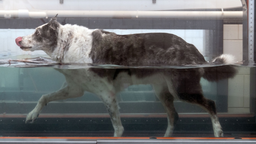 An alert collie walks in a clean underwater treadmill