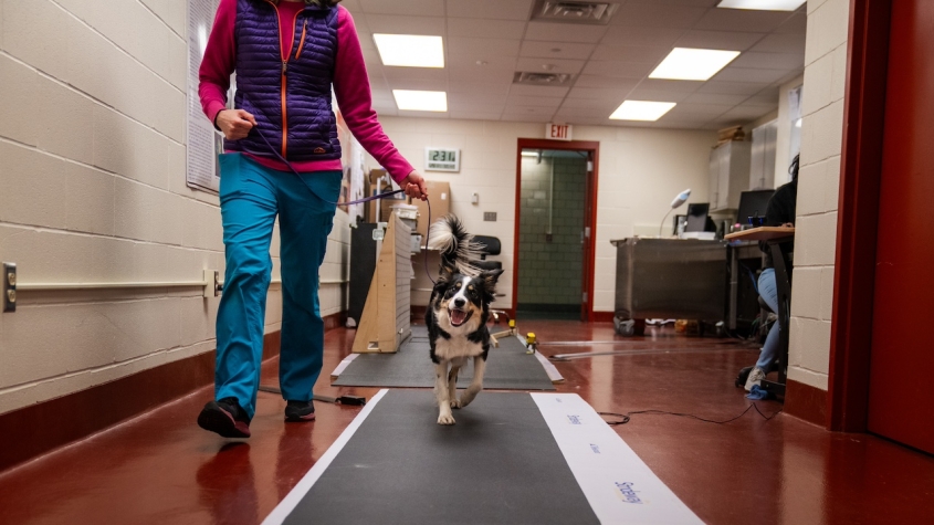 A happy dog trots toward the camera during a gait analysis observation
