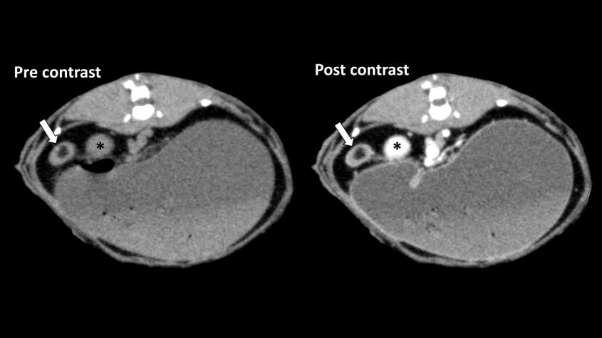 Side-by-side comparison of a rabbit's CT scan, one with contrast and one without, showing obstructions in small intestine
