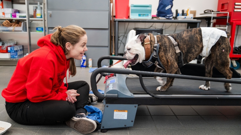 A bulldog walks along a land treadmill toward an encouraging LVT