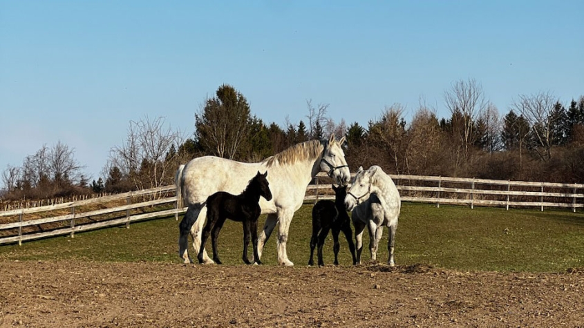 Four horses relaxing in a paddock