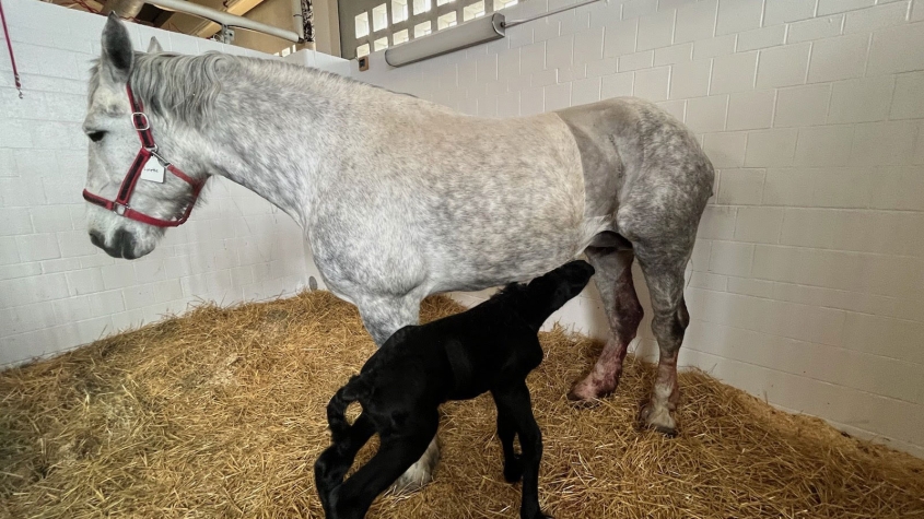 A Percheron mare in a stall nursing her foal at Cornell