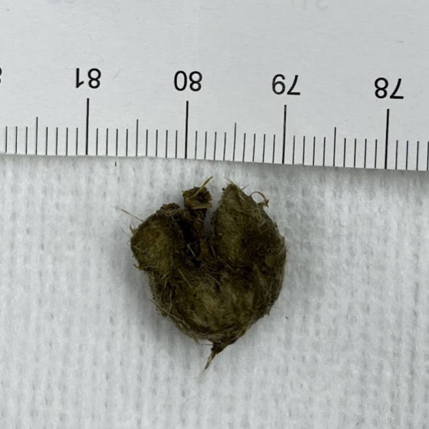 A rabbit's hairball measuring approximately 15 millimeters 