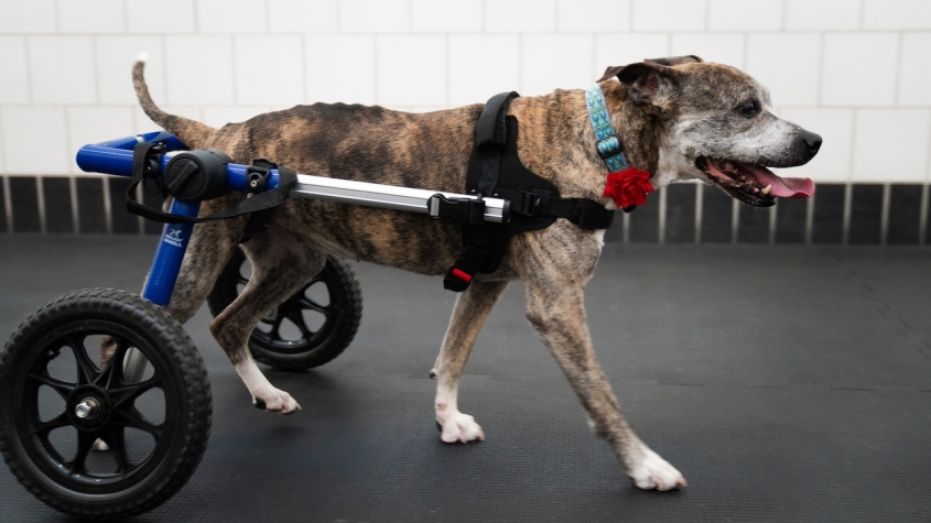 A mixed breed dog walking normally, supported by wheels on its back legs