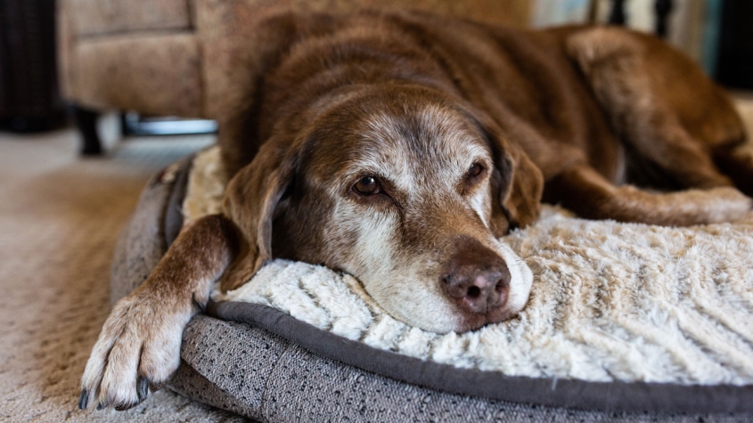 A senior dog relaxes on its bed, looking off to the side