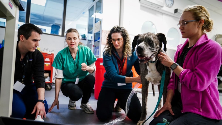 group of veterinarians around a dog