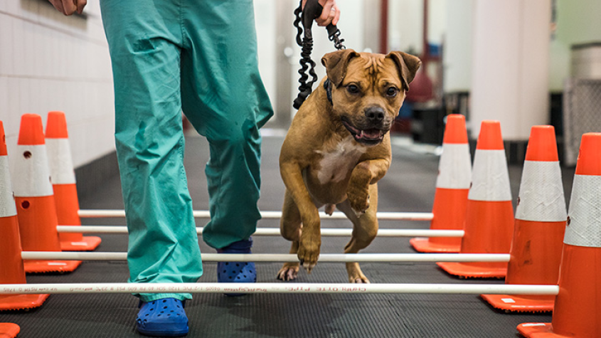 A brown dog hops through obstacles