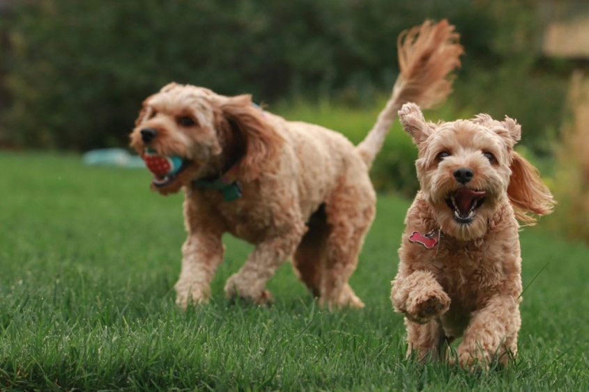 Two dogs playing in the grass