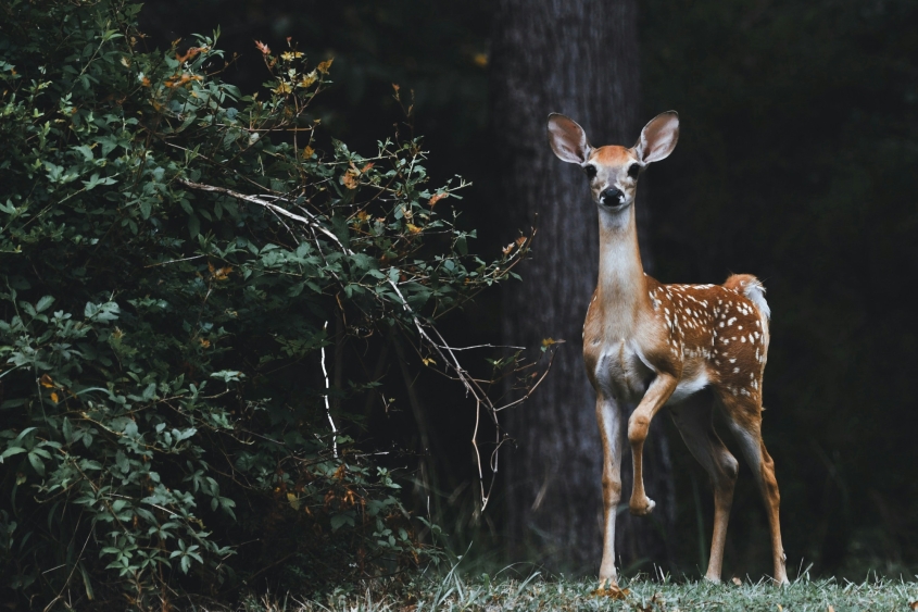 A deer in a forest