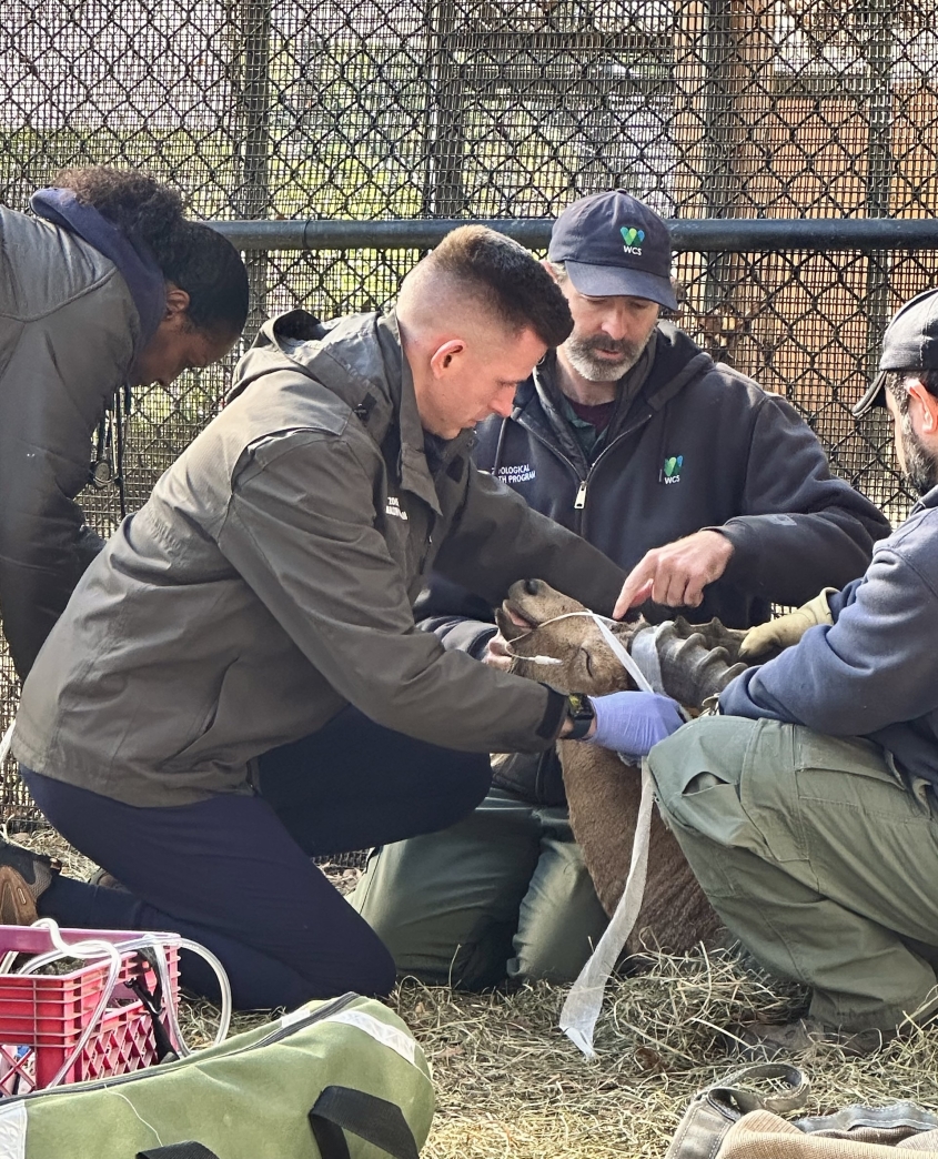 a veterinary team tending to an anesthetized wild sheep