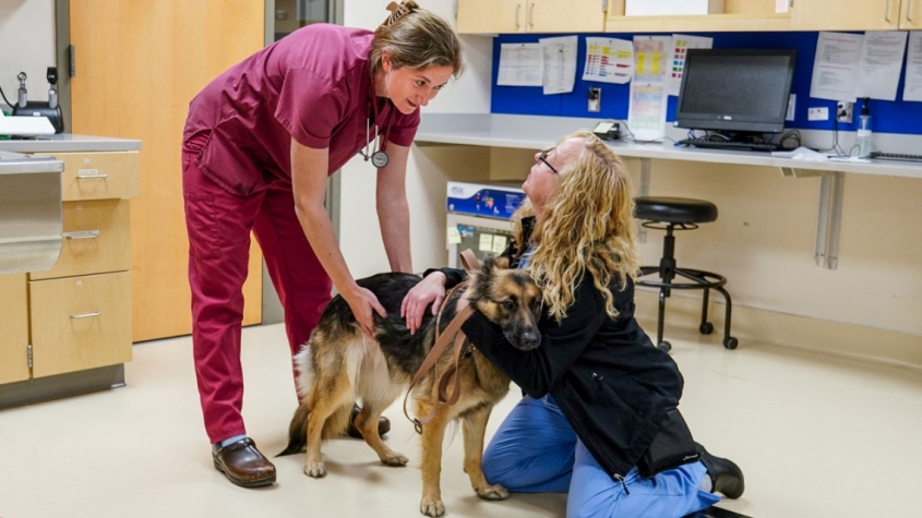 Casey Cazer and veterinary student inspecting a dog