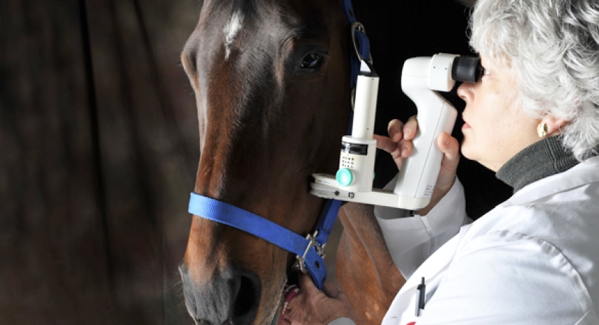 A veterinarian examining a horse's eye