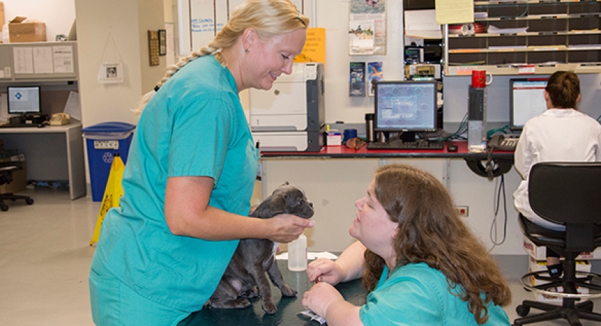Clinicians examining a dog