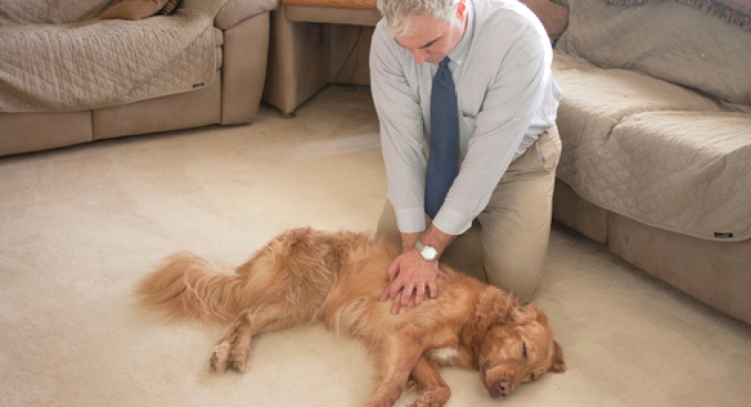 A man performing chest compressions on a prone canine