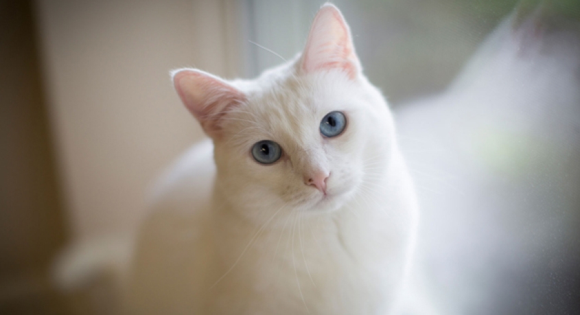 A white cat gazing into the camera