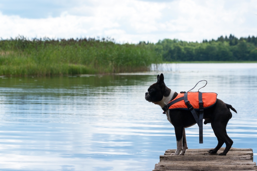 A Boston Terrier wearing a life jacket stands on a lake dock. 