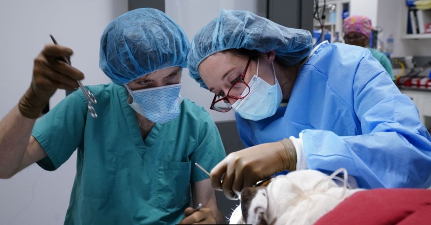 Dr. Nicole Buote in surgery
