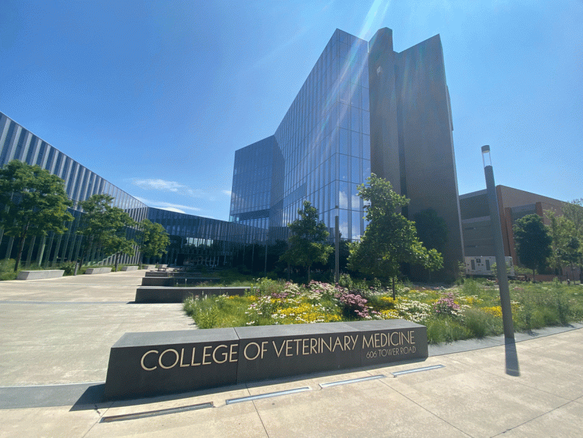 Exterior of CVM building and tower with college sign in foreground