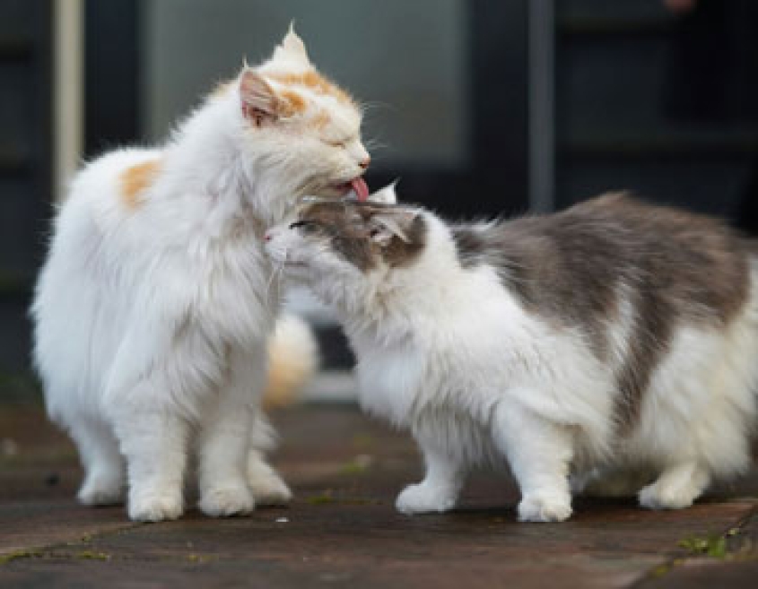 Two cats with long white hair groom each other on a porch