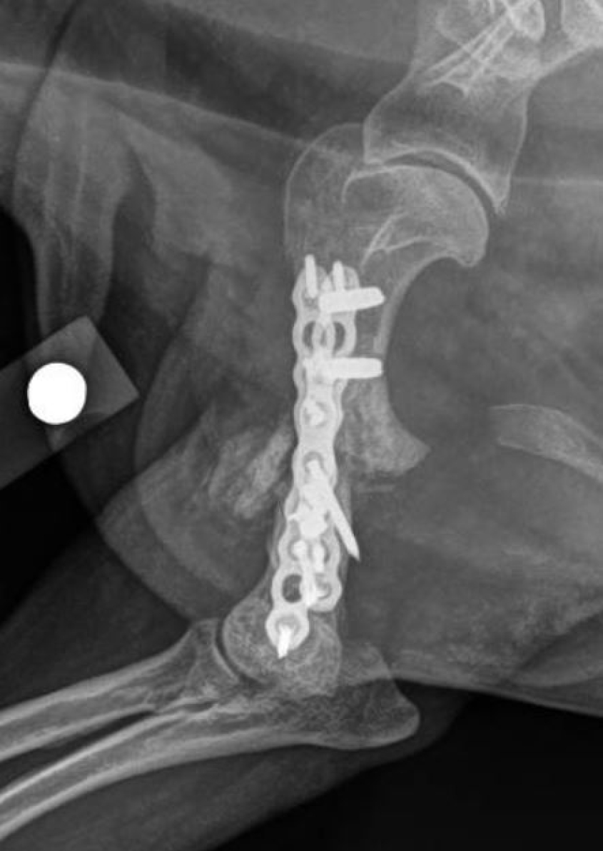 An x-ray of a dog's healing leg showing bone guides in their proper place