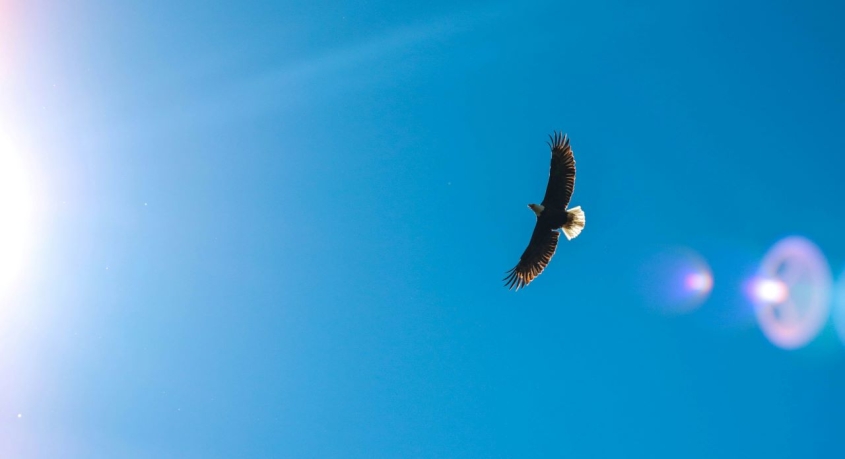 a bald eagle flying in a blue sky