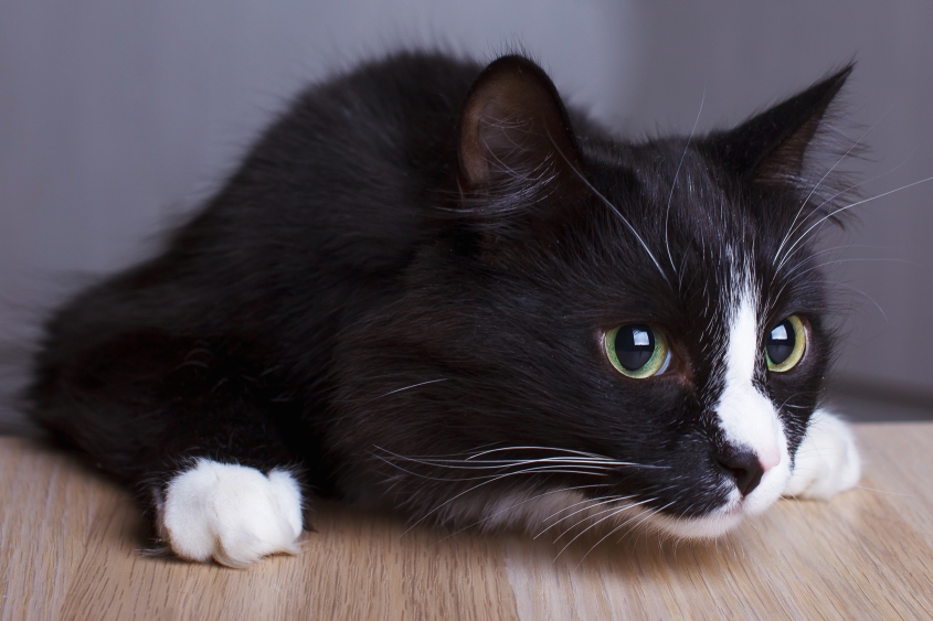 cute black and white cat looking right