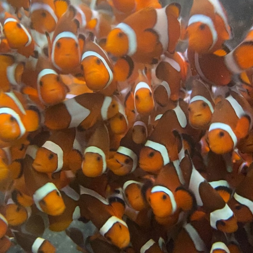 clownfish