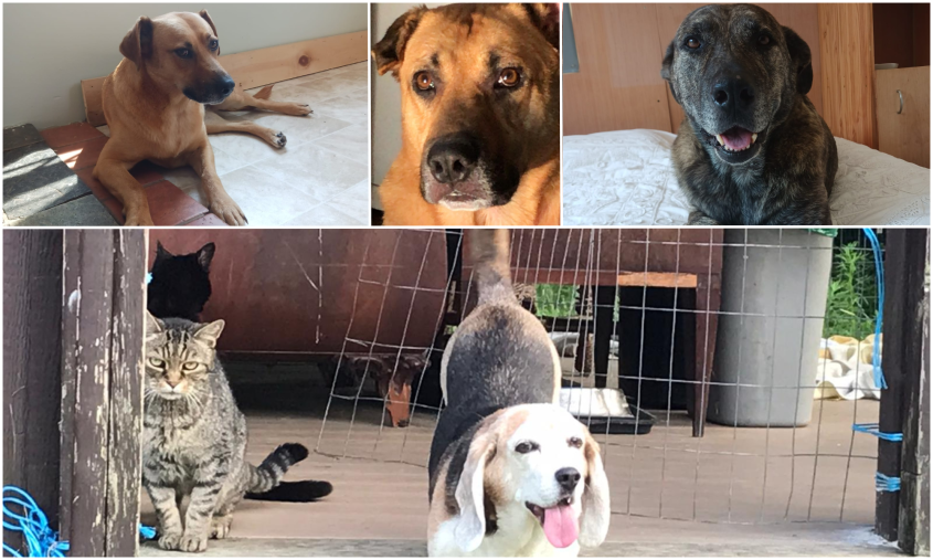 A collage of Stipetic's four dogs and two cats