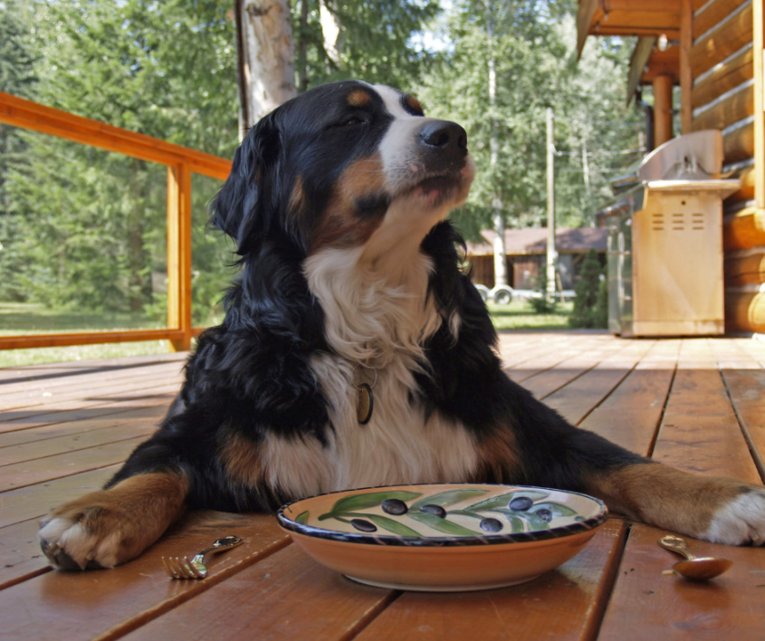 Dog laying down in front of a food bowl