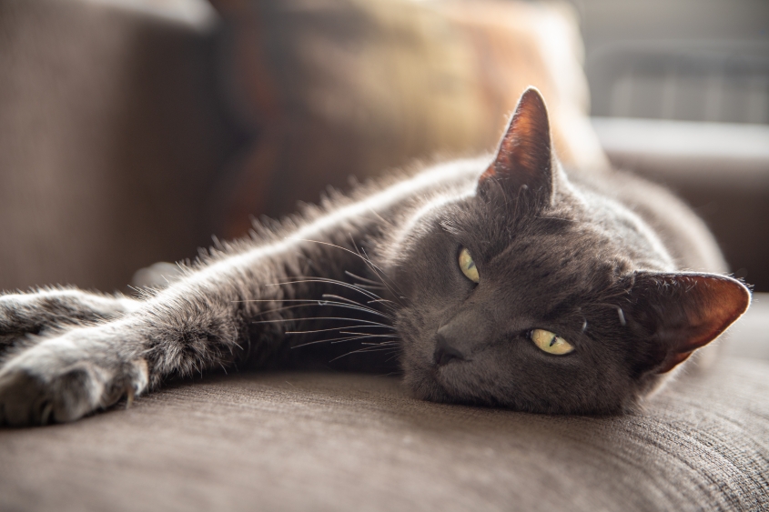 grey cat laying down